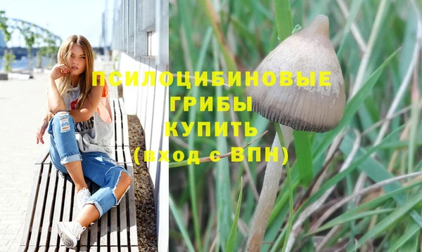 прущие грибы Алзамай